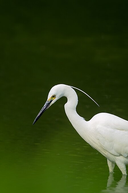 圖為白鷺（學名：Egretta garzetta），攝於日本大阪的慶澤園。