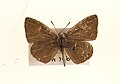 Upperside. Museum specimen. Malaya.