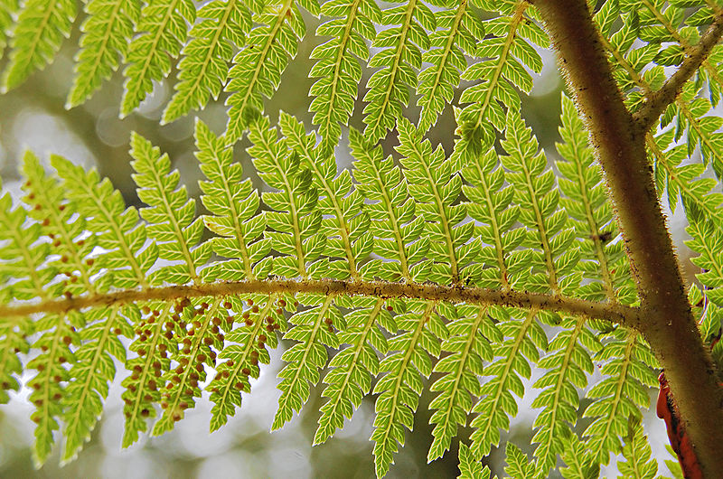 File:Fern leaves.jpg