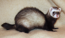 Ferret 2008.png