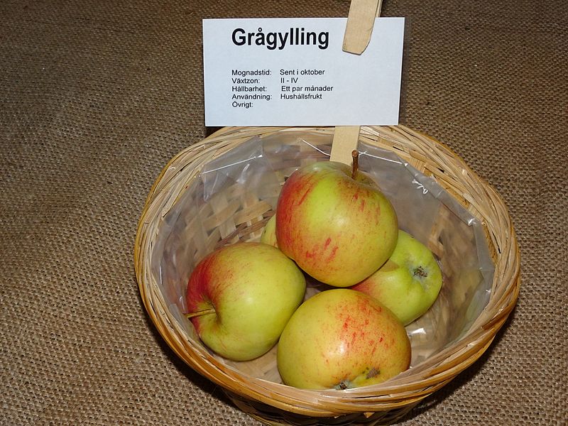 File:Grågylling.jpg