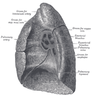 The right lung