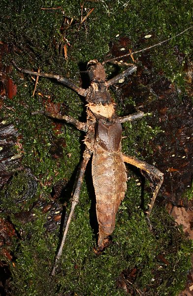 File:Haaniella dehaanii female.JPG