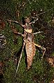 Haaniella dehaanii, fresh adult female