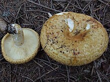 Lactarius scrobiculatus T66.jpg