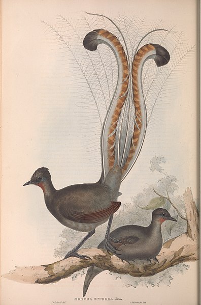 File:Lyre bird.jpg