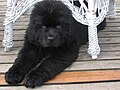 Newfoundland (dog)