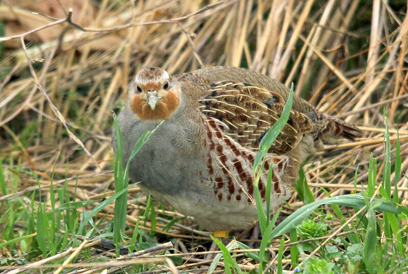 File:Perdix perdix Turvey 1.jpg