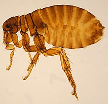 Pulex irritans female ZSM.jpg