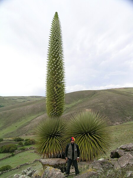 Файл:Puya raimondii hábito.jpg