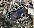 Red-spotted purple, Massachusetts, United States