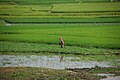 Image 36Rice fields in Takeo Province (from Agriculture in Cambodia)