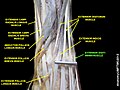 Extensor digiti minimi muscle