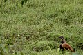 A pair of stripe-necked mongooses from Anamalai Hills, Southern Western Ghats, India