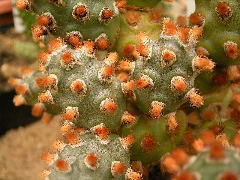 Archivo:Tephrocactus molinensis4.jpg