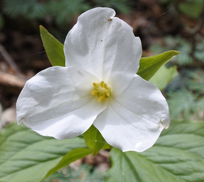 File:Trillium grandiflorum 042316.jpg