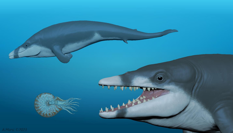 File:Tutcetus reconstruction (2).png