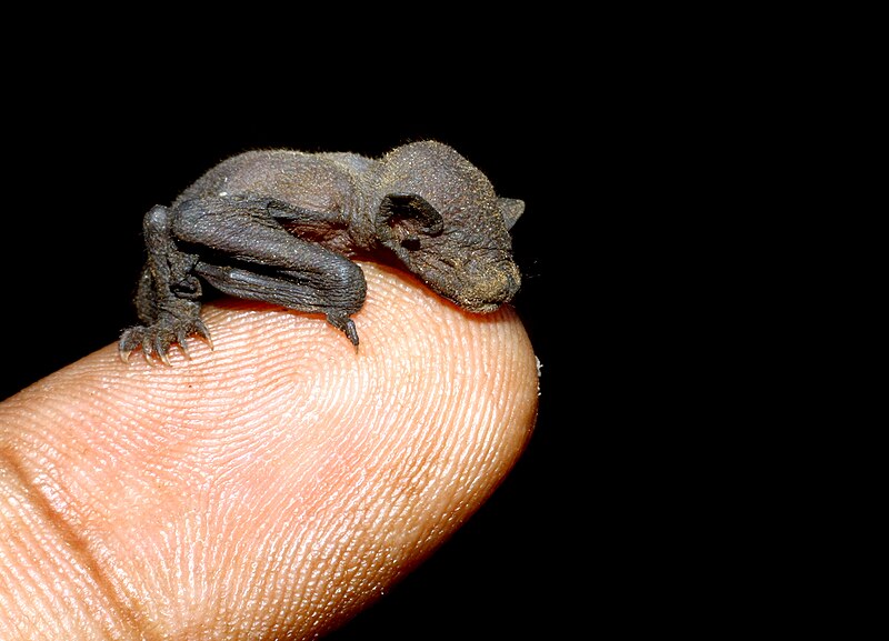 Файл:Unidentified newborn bat.jpg