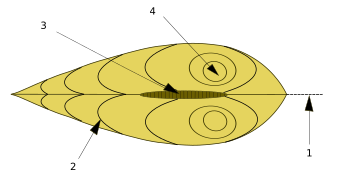 1: Plano de simetría. 2: Líneas de crecimiento. 3: Ligamento. 4: Umbo.