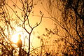 Anhinga anhinga 凝視沼澤日落 Staring at Everglades sunset Awards en:Portal:Florida/Selected picture/9 en:Portal:Florida/Selected picture/Archives