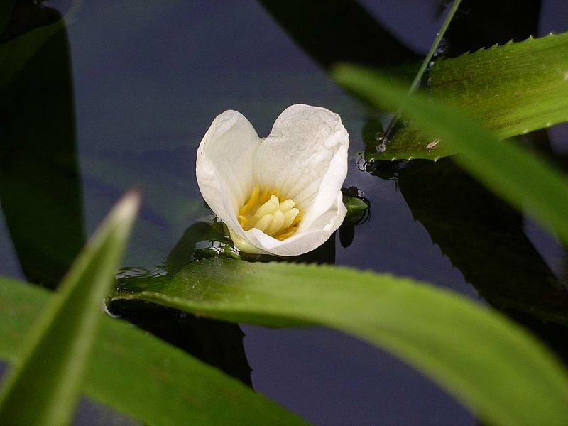 File:Water soldier flower.JPG