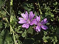 The color mauve is a pale violet. This is a flower of the Malvaceae family.