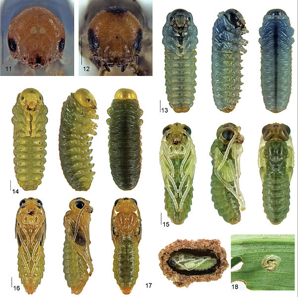 Archivo:Xenapates larvae and pupae.jpg