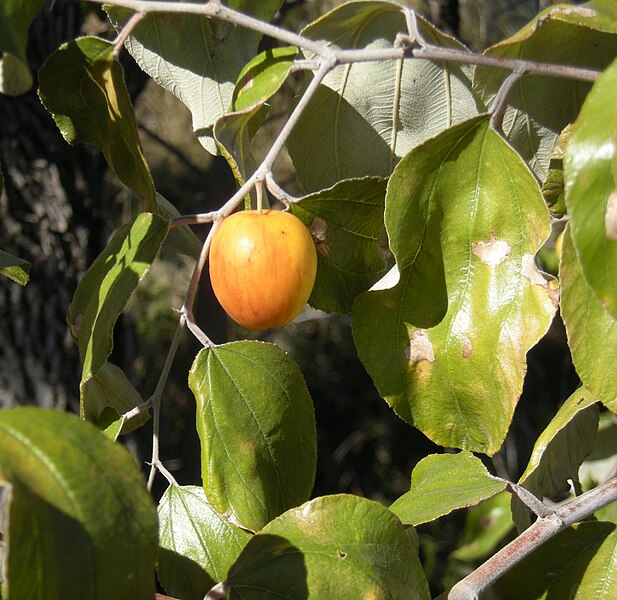 File:Ziziphus mauritiana fruit 2.jpg