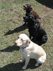 three Labrador Retrievers: white, black and chocolate