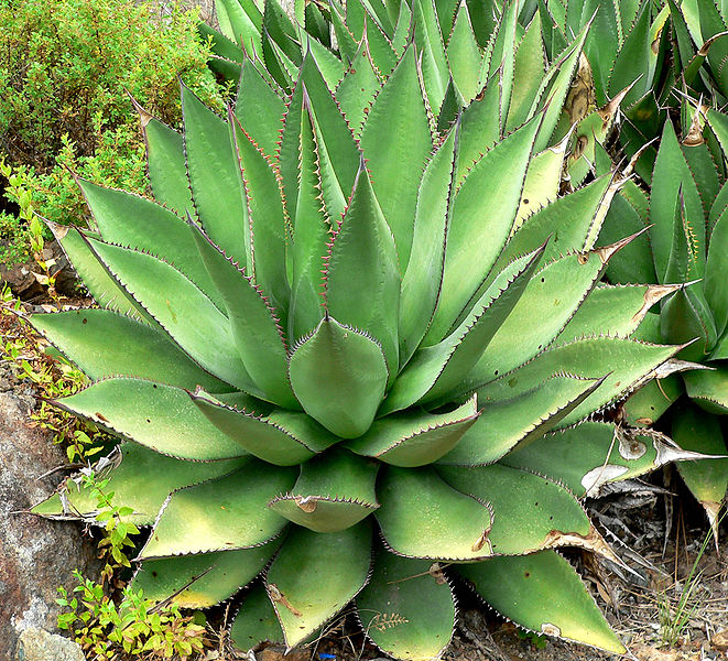 File:Agave shawii 1.jpg