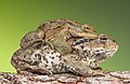 Image 7 Common toads in amplexus Photo: Bernie Kohl Two common toads (Bufo bufo) in amplexus, a form of pseudocopulation found in amphibians and limulids. A male common toad grasps a female with his front legs as part of the mating process. Common toads stay in amplexus for several days. As the female lays a long, double string of small black eggs, the male fertilises them with his sperm; the gelatinous egg strings, which may contain 3000 to 6000 eggs and be 3 to 4.5 metres (10 to 15 ft) in length, are later tangled in plant stalks. More selected pictures