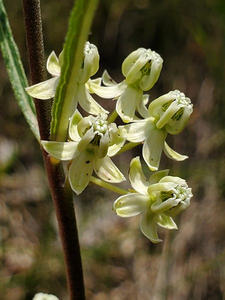 File:Asclepias stenophylla 141042195.jpg