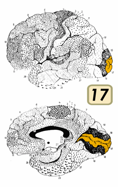 File:Brodmann Cytoarchitectonics 17.png