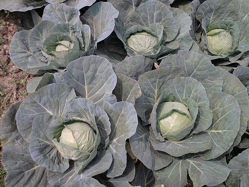 File:Cabbage1.jpg