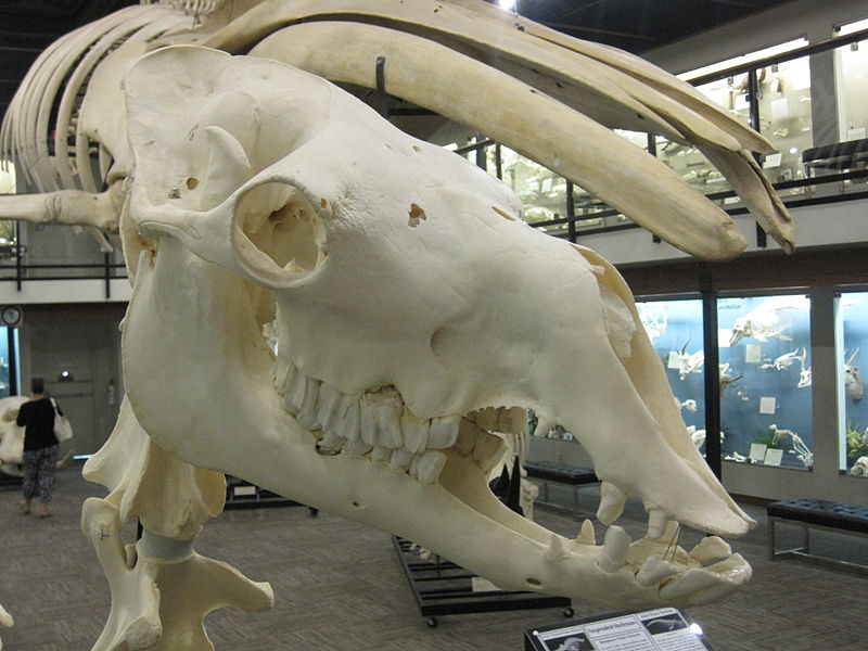 File:Camel skull.jpg