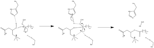 An arrow-pushing mechanism for the action of carnitine palmitoyltransferase.