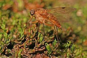 Chrysopilus snipe fly