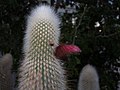 C. strausii in a greenhouse