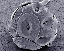 Coccolithus pelagicus