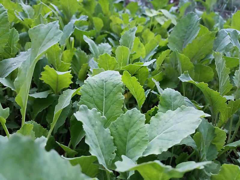 File:Collard Plants.jpg