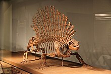 Edaphosaurus.jpg