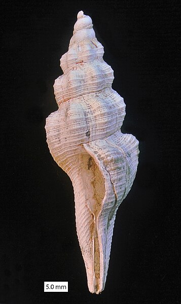 File:Fusinus Cyprus Pliocene.jpg