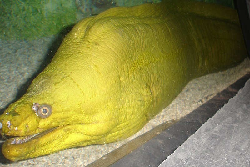 File:GreenMorayEel.JPG