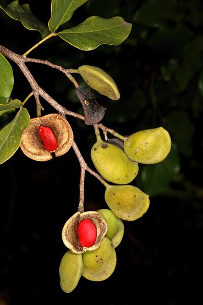 File:Guibourtia coleosperma 5Dsr 6799.tif