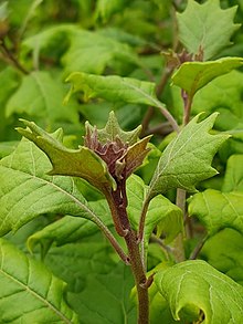 Gymnanthemum mespilifolium00.jpg