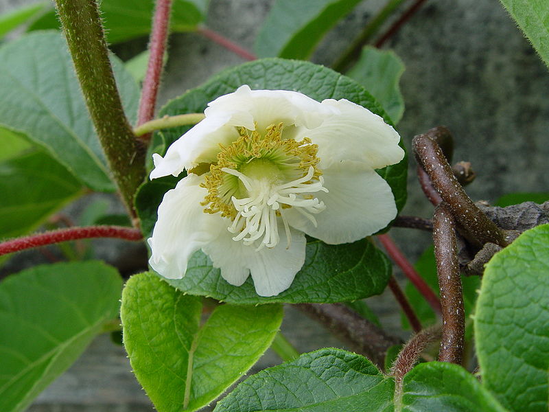 File:Kiwi-Flower, male.jpg