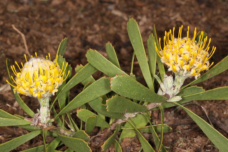 File:Leucospermum muirii (5280932544).jpg