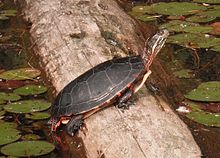 A painted turtle standing on a semi-submerged log in the bright sunlight