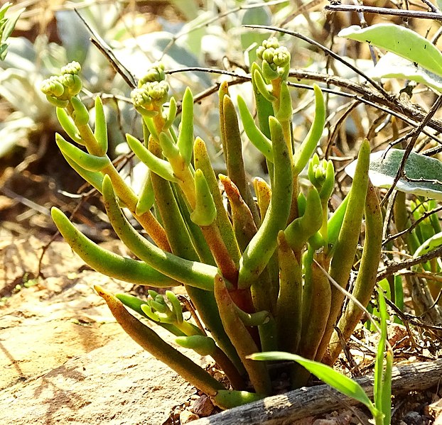 File:Many-stemmed dudleya 4.jpg