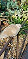 One of the Mexican Doves in the Desert Dome